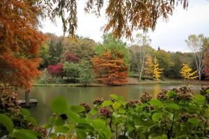 bosque y lago durante el otoño foto