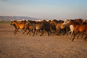 caballos yilki corriendo en el campo, kayseri, turquía foto