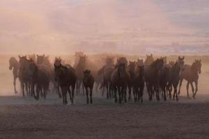 Yilki Horses Running in Field, Kayseri, Turkey photo