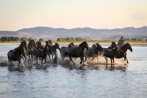 Yilki Horses Running in Water, Kayseri, Turkey photo