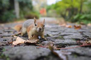 Squirrel posing in forest photo