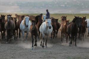 Yilki Horses Running in Field, Kayseri, Turkey photo