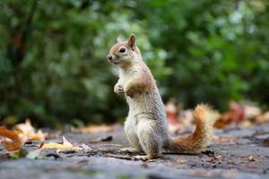 Squirrel posing in forest photo