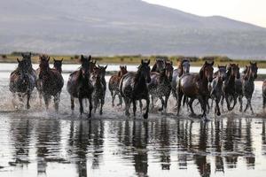 Yilki Horses Running in Water, Kayseri, Turkey photo