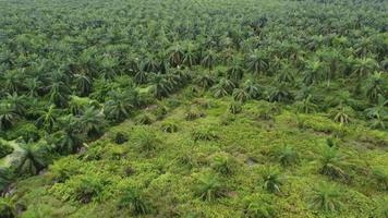 Aerial view young and old oil palm video