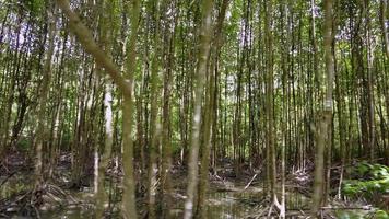 deslizándose sobre el bosque de manglares en el pantano video