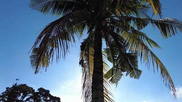 kantel kokospalm omhoog met tegenlicht van de zon video