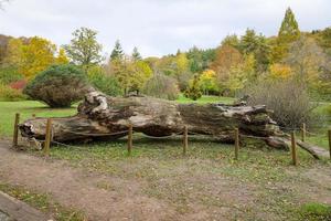 Forest during autumn photo