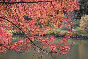 hojas en la rama de un árbol durante el otoño foto