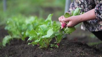 Woman harvesting radishes video