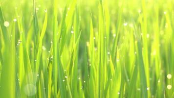 Sunlight and dewdrop at green rice paddy video