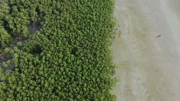 vue aérienne de haut en bas de la forêt de mangrove près de la côte video