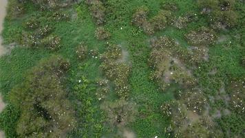 Aerial view white egret birds back to home video