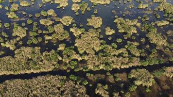 drone ver pântano de grama verde video
