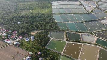 Drone view fly over oil palm video