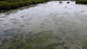 Aerial view heron birds and algae floating video