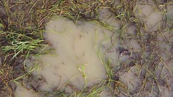 vue de haut en bas poisson-chat piégé dans le champ d'herbe video
