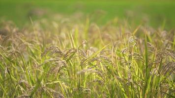 épis de riz se balançant au vent video