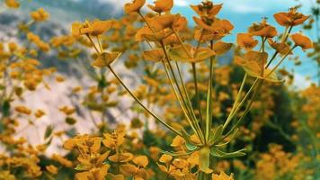 una elegante flor amarilla se balancea en el viento contra el telón de fondo de hermosas montañas video