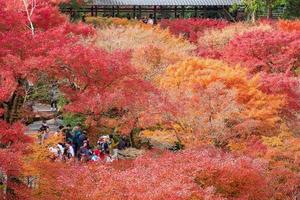 hojas coloridas en el jardín del templo tofukuji, punto de referencia y famoso por las atracciones turísticas en kyoto, japón. temporada de follaje de otoño, concepto de vacaciones y viajes foto