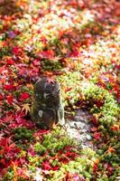 Japanese Jizo sculpture doll with falling Red Maple leaf in Japanese Garden at Enkoji Temple, Kyoto, Japan. Landmark and famous in Autumn season photo