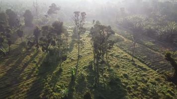 volo aereo sopra la piantagione di alberi verdi video