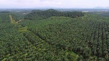 Fresh palm oil plantation in hot day video