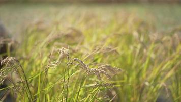 Woman harvesting rice video