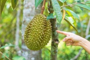 durian fresco colgando de un árbol en el fondo del jardín, rey de la fruta de tailandia. famoso concepto de comida del sureste y frutas tropicales exóticas asiáticas foto