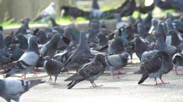 Flock of pigeons walk around video