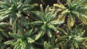 plantation d'huile de palme en malaisie video