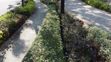 scivolando su fiori viola e piante verdi nel parco video