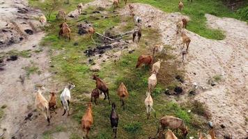 eine gruppe von kühen geht auf der grünen wiese spazieren video