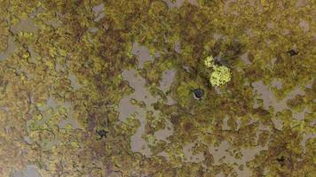 Aerial ascending and look down the wetland algae floating video