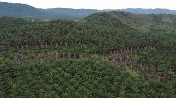 Aerial view dead oil palm tree video