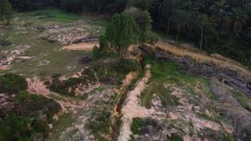 Drone view tree is cut off video