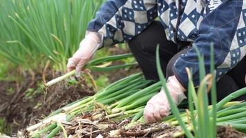 mujeres cosechando cebollas verdes