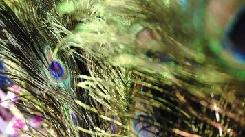 Zoom in to peacock feather with blur at foreground. video