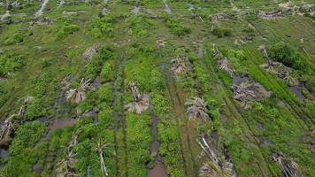 Clearing land of oil palm tree video