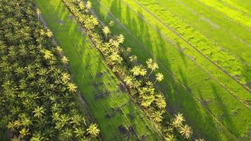 Beauty shadow of coconut palm tree video