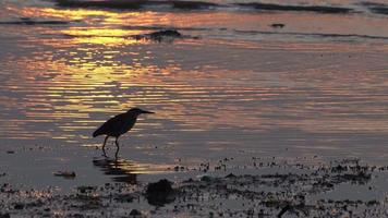 Silhouette heron bird searching food video