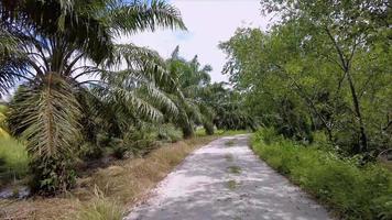 mover-se na estrada rural plantada com óleo de palma video