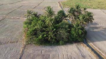 arbusto de coco en tierra firme video