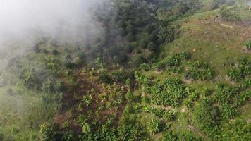 vista aerea piantagione di banane nella nuvola di nebbia video