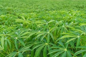 The cassava tree in the cassava mite is growing during the rainy season in Asia, Thailand. photo