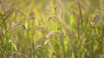 Rice ears swaying in the wind video