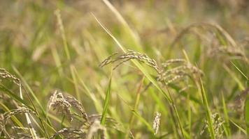 Rice ears swaying in the wind video