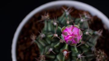 time-lapse 4k. i fiori stanno sbocciando. cactus, fiore rosa gymnocalycium, che sboccia in cima a un lungo, video