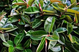 Close-up photo of vibrant green tropical leaves of ficus plant.