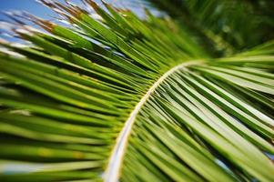 Close-up photo of vibrant green tropical palm leaves.